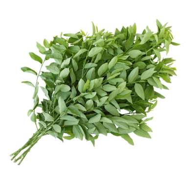 Jual Daun Katuk Terbaru Harga Murah Blibli Com