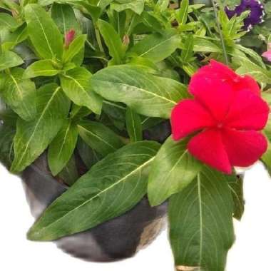 Tanaman Vinca Gantung Bunga Merah Cantik