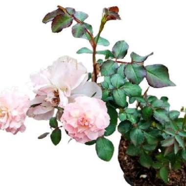 Mawar Import Rosario