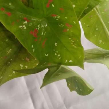 bibit talas hias siap tanam