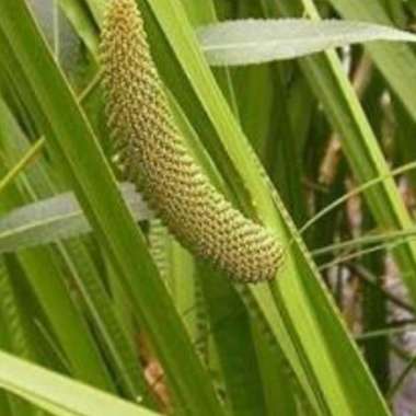 bibit Dlingo Dringo jaringan siap tanam