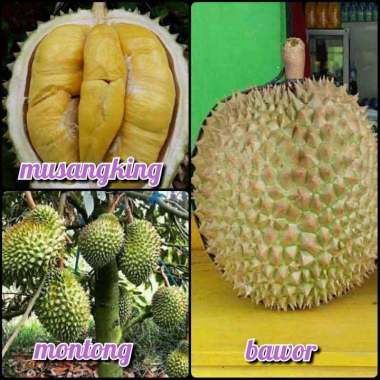 Azzahra berkah bibitku paket bibit durian 3 jenis Indonesia