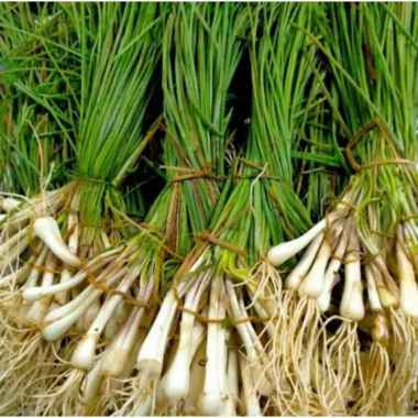 Bawang Batak / Lokio / Hosaya 1kg