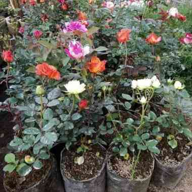 Tanaman Hias Mawar Indukan - Bunga Mawar Induk - Mawar Besar