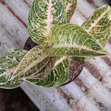 Tanaman Hias Aglonema Koleksi - Bunga Aglonema Koleksi Mutiara