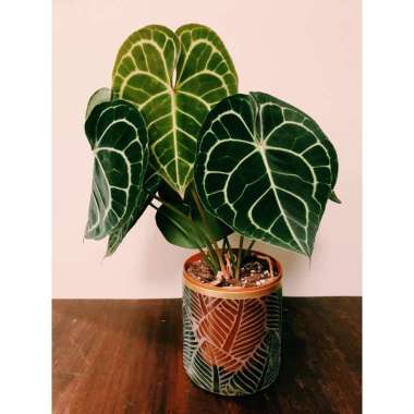 Tanaman Hias Anthurium Crystallinum - Bunga Anthurium