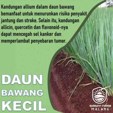 Daun Bawang 1 KG