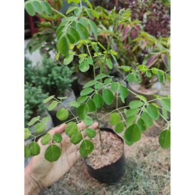 Tanaman Kelor Bibit Tanaman Kelor Daun Kelor Pohon Kelor Seluruh Indonesia