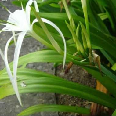 Tanaman Hias bunga lili _Bakung lele pohon bakung lele