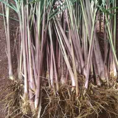 pohon sereh merah sereh wangi/1 kg