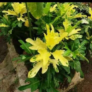 pohon puring terang bulan