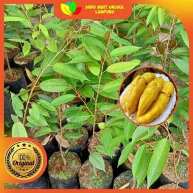 Bibit Durian Montong Asli Tanaman Okulasi Cepat Berbuah