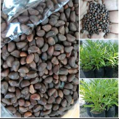 Benih | Bibit kangkung unggul 1KG