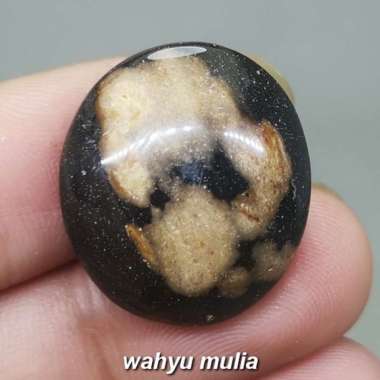 Batu Fosil Galih Kelor Asli (Kode 1961) hitam coklat