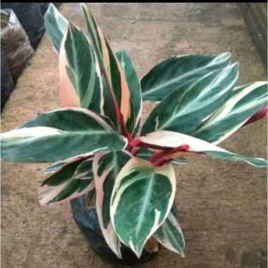 Tanaman hias maranti bali Bandung