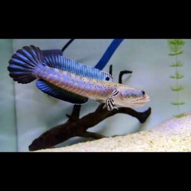 Channa Blue Pulchra ( 10-12 ) cm Multicolor