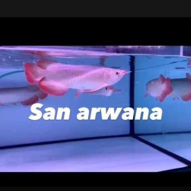 ikan arwana super red arwana super red