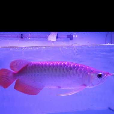 ikan arwana super red 30 cm