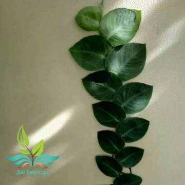 Tanaman Hias Rambat Dolar Daun Lebar - Dolar Rambat Besar --