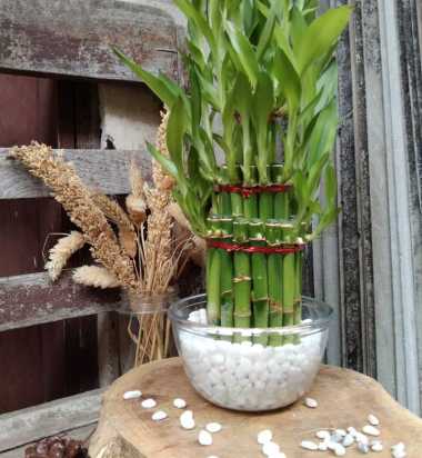 PAKET BAMBU CINA MANGKUK BESAR BATU CORAL PUTIH PANCAWARNA HIASAN RUMAH DEKORASI TAMAN coral pancawa