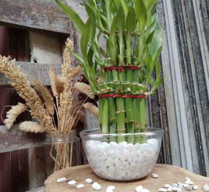 PAKET BAMBU CINA MANGKUK BESAR BATU CORAL PUTIH PANCAWARNA HIASAN RUMAH DEKORASI TAMAN coral putih+t