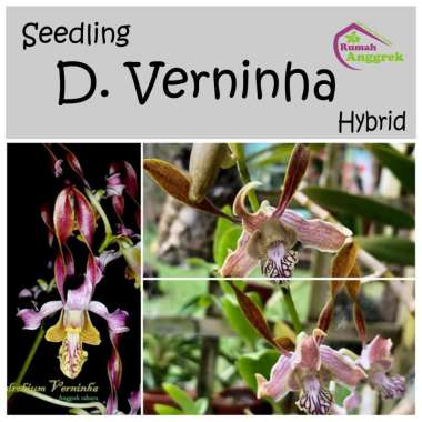 Seedling Dendrobium Verninha bibit anggrek hibrid discolor x antennatum bibit pink merah muda