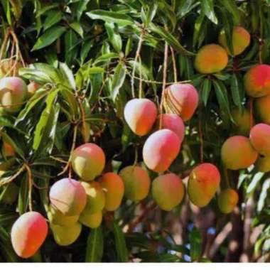bibit mangga gedong gincu super
