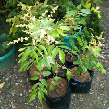 Bibit Buah Kelengkeng Itoh Super Asli