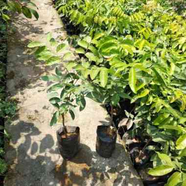 Bibit Tanaman Buah Kelengkeng Matalada