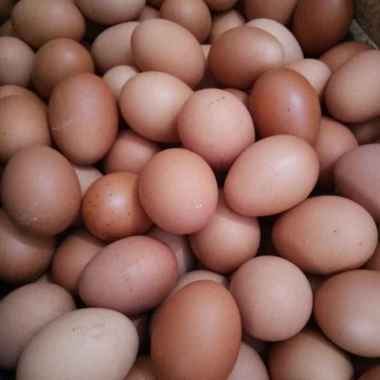 Telur Ayam Negeri [1 kg] - Telor Ayam