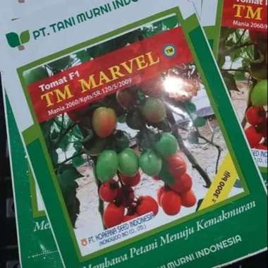 benih tomat TM Marvel F1 10 gram bibit tomat hibrida dari tani murni