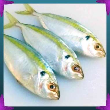 70 Koleksi Jual Ikan Hias Air Laut Di Jakarta Barat Gratis