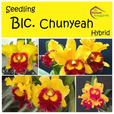 Seedling Blc Chunyeah Rlc bibit anggrek Brassavola hibrid cat catleya rhyncolaelia cattleya cunyeah 