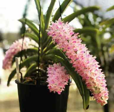 anggrek retusa ekor tupai dewasa siap berbunga bibit