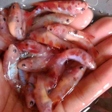 Cupang nemo koi betina