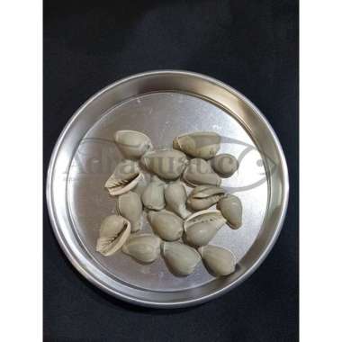 CANGKANG KERANG HIAS DOFF ABU MUDA HIASAN AQUARIUM AQUASCAPE