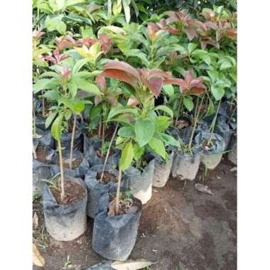 bibit alpukat red Vietnam okulasi