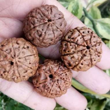 jenitri rudraksha besar