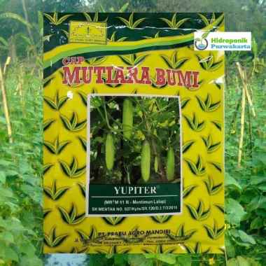 Benih Timun Mentimun Lalap Yupiter Cap Mutiara Bumi Isi 200 Gram