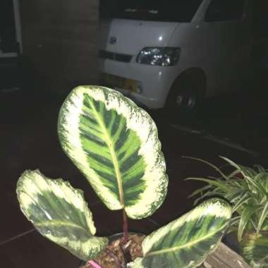Tanaman hias calathea angela import pohon kalatea koleksi