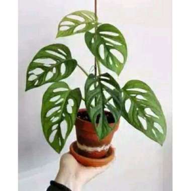 Tanaman Hias Indoor Janda Bolong-Monstera Janda Bolong --