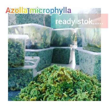 azolla microphyla 1kg, azola pinata bibit azolla, azola pakan ikan, azolla pakan ternak kambing