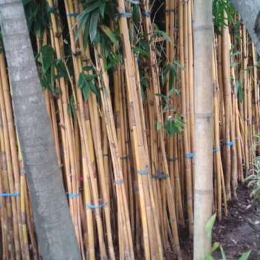 Tanaman hias bambu kuning bambu panda