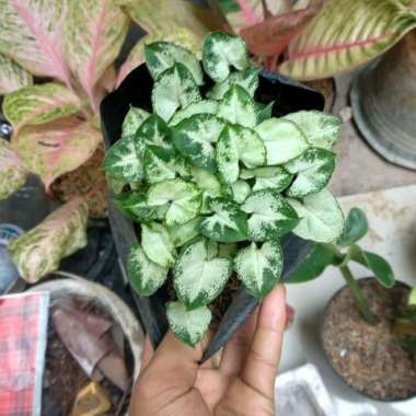 tanaman hias syngonium mini - singonium mini - syngonium lilyput
