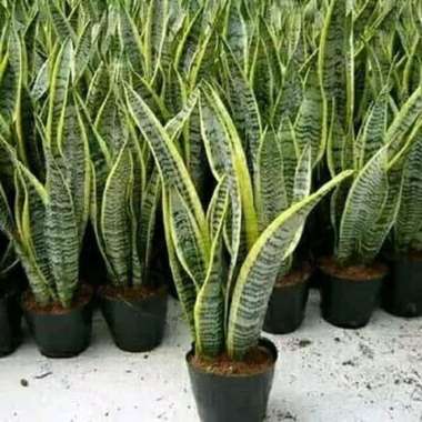 tanaman hias sansivera lidah mertua - lidah mertua macan