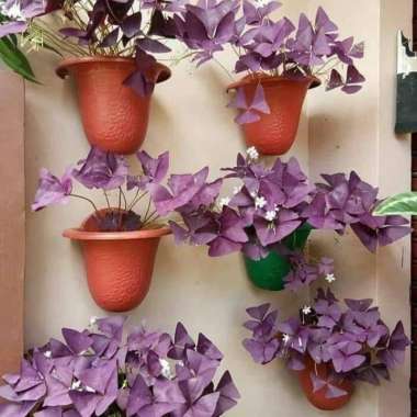 Tanaman Hias Kupu Kupu - Trianguralis Oxalis - Tanaman Gantung Oxalis