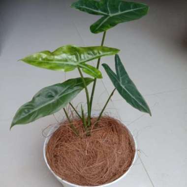 Alocasia serenity glow | tanaman alocasia mini green |