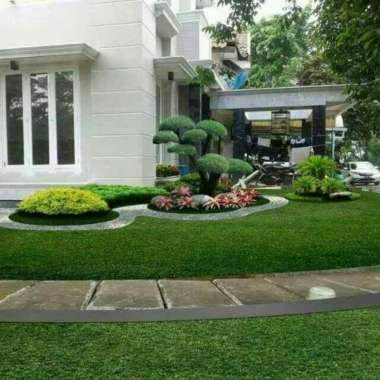 rumput gajah mini siap tanam - rumput untuk taman