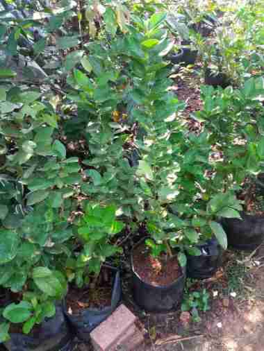 Bibit Tanaman Jeruk Nipis//Pohon Jeruk Nipis