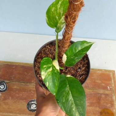 Epipremnum pinnatum variegated - Tanaman hias varigata / Houseplant